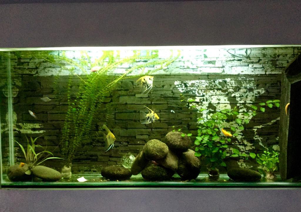 Ha My Guesthouse 岘港 外观 照片